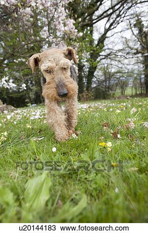 Dog walking in backyard View Large Photo Image Stock Image - Dog walking in backyard. Fotosearch
