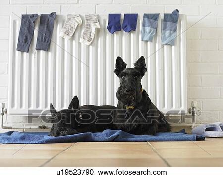 Stock Image - Dogs sitting on blanket by radiator. Fotosearch