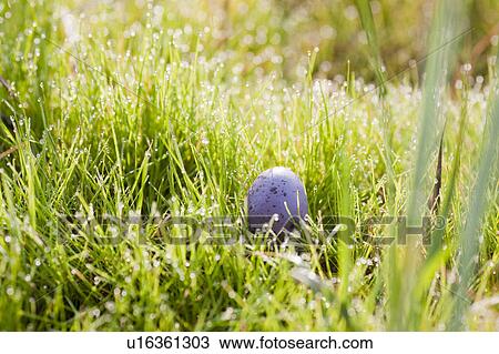 Stock Image - Egg hidden in long grass. Fotosearch