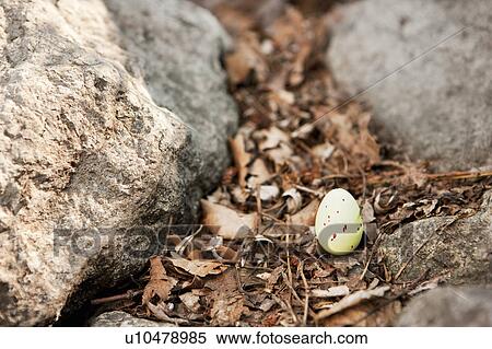 Egg sitting on forest floor View Large Photo Image Stock Photography - Egg sitting on forest floor. Fotosearch