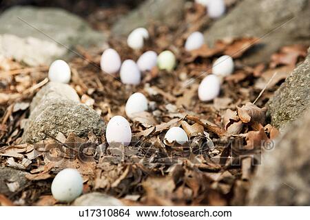Picture - Eggs scattered on forest floor. Fotosearch