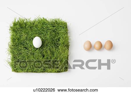 Eggs with patch of grass View Large Photo Image Stock Photograph - Eggs with patch of grass. Fotosearch