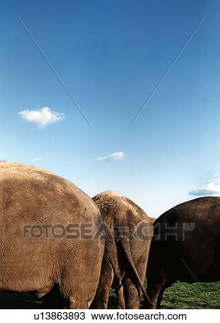Elephants standing together in field View Large Photo Image Stock Image - Elephants standing together in field. Fotosearch