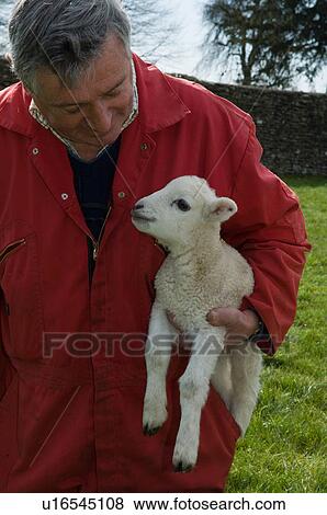 Farmer carrying lamb outdoors View Large Photo Image Stock Photo - Farmer carrying lamb outdoors. Fotosearch