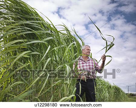 Farmer examining biomass fuel crop View Large Photo Image Stock Image - Farmer examining biomass fuel crop. Fotosearch