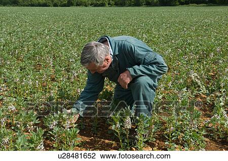 Stock Image - Farmer examining plants in field. Fotosearch