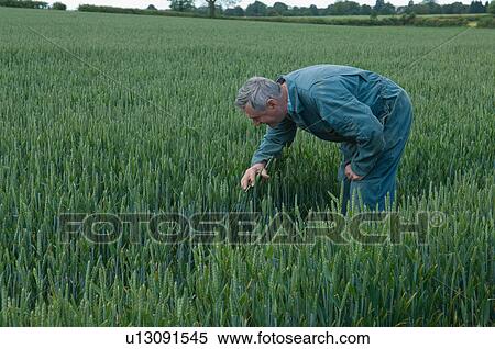 Stock Photography - Farmer pruning in wheat field. Fotosearch