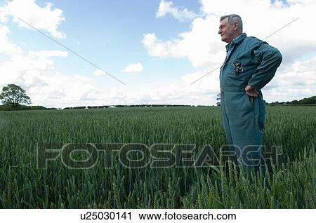 Farmer standing in wheat field View Large Photo Image Stock Image - Farmer standing in wheat field. Fotosearch