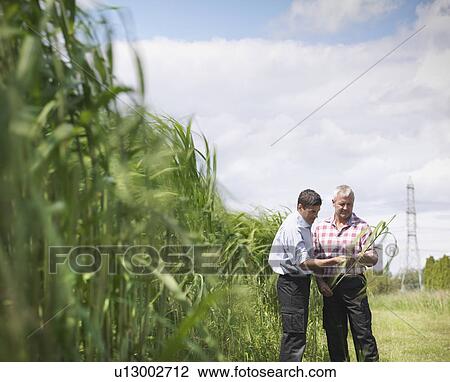 Farmers examining biomass fuel crop View Large Photo Image Stock Image - Farmers examining biomass fuel crop. Fotosearch