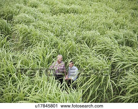 Farmers examining biomass fuel crop View Large Photo Image Stock Image - Farmers examining biomass fuel crop. Fotosearch