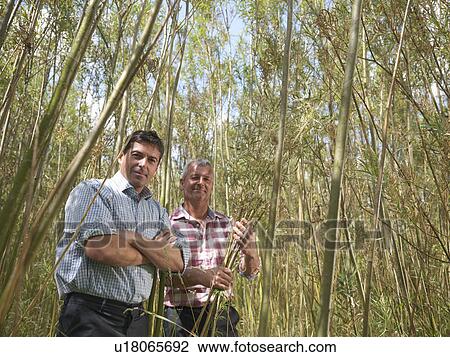 Stock Image - Farmers examining biomass fuel crop. Fotosearch