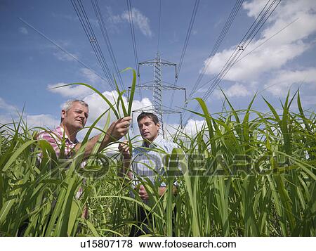 Farmers examining biomass fuel crop View Large Photo Image Stock Photo - Farmers examining biomass fuel crop. Fotosearch