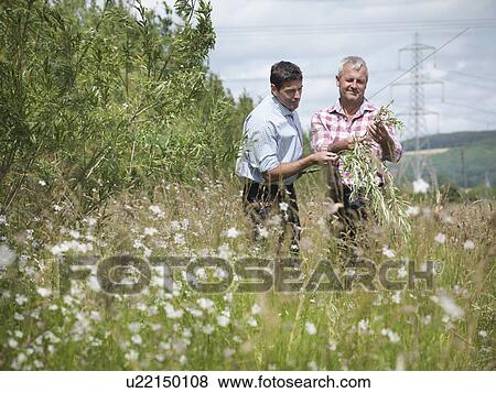 Farmers examining biomass fuel crop View Large Photo Image Stock Photo - Farmers examining biomass fuel crop. Fotosearch