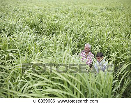 Stock Photograph - Farmers examining biomass fuel crop. Fotosearch