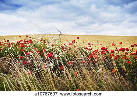 Stock Photo - Field of flowers against blue sky. Fotosearch