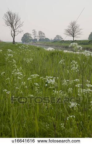 Stock Photograph - Field of flowers with river. Fotosearch