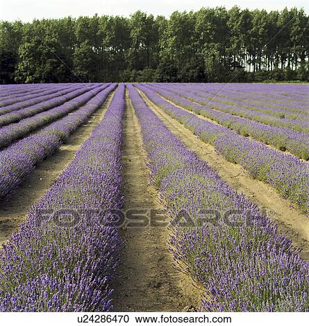 Stock Image - Field of lavender crops. Fotosearch