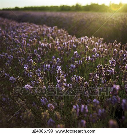 Stock Photo - Field of lavender crops. Fotosearch