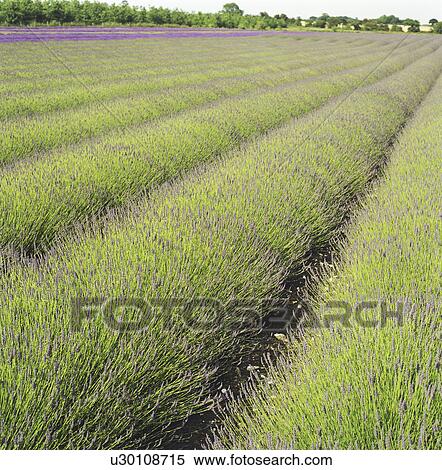 Field of lavender crops View Large Photo Image Stock Photography - Field of lavender crops. Fotosearch