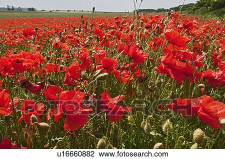 Field of poppy flowers View Large Photo Image Stock Image - Field of poppy flowers. Fotosearch