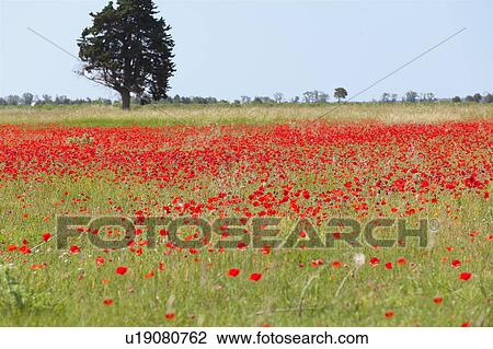 Field of poppy flowers View Large Photo Image Stock Image - Field of poppy flowers. Fotosearch