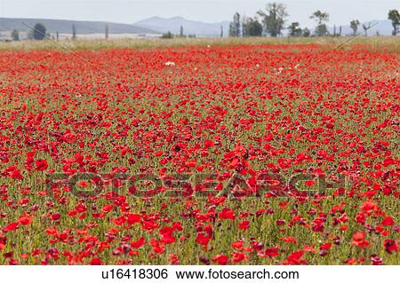 Field of poppy flowers View Large Photo Image Stock Photograph - Field of poppy flowers. Fotosearch