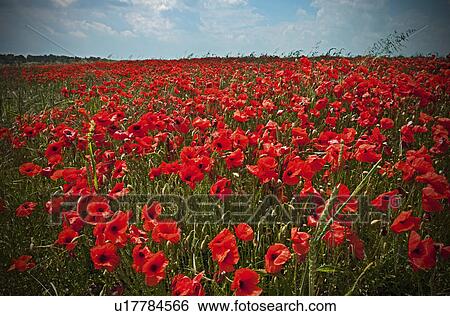 Stock Photograph - Field of poppy flowers. Fotosearch