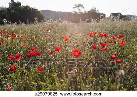 Stock Photography - Field of poppy flowers. Fotosearch