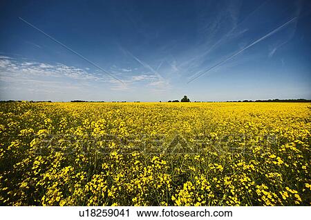 Field of rape flowers View Large Photo Image Stock Image - Field of rape flowers. Fotosearch