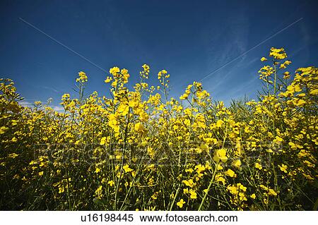 Field of rape flowers View Large Photo Image Stock Photography - Field of rape flowers. Fotosearch
