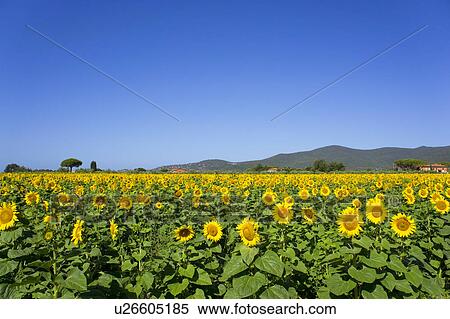 Stock Photography - Field of sunflowers. Fotosearch