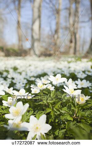 Field of white flowers View Large Photo Image Stock Photo - Field of white flowers. Fotosearch