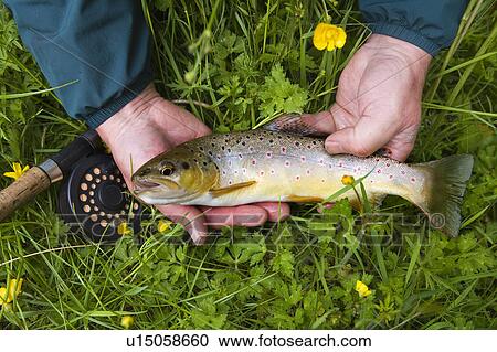 Stock Image - Fisherman holding brown trout in grass. Fotosearch
