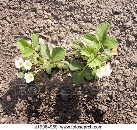 Flower plants growing in soil View Large Photo Image Stock Photo - Flower plants growing in soil. Fotosearch