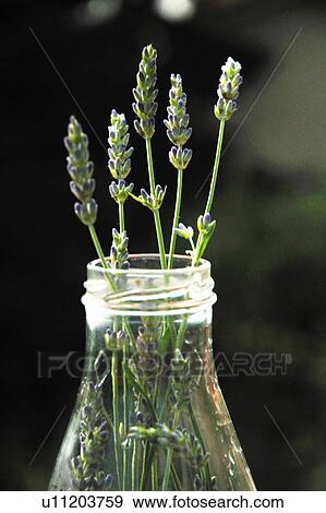 Flowers in glass bottle View Large Photo Image Stock Photo - Flowers in glass bottle. Fotosearch