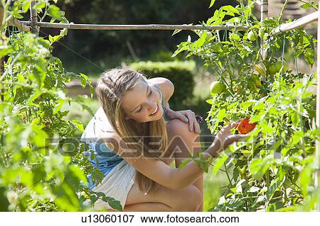 Girl picking tomatoes outdoors View Large Photo Image Stock Photo - Girl picking tomatoes outdoors. Fotosearch