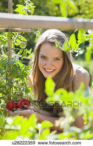 Girl picking tomatoes outdoors View Large Photo Image Stock Photo - Girl picking tomatoes outdoors. Fotosearch