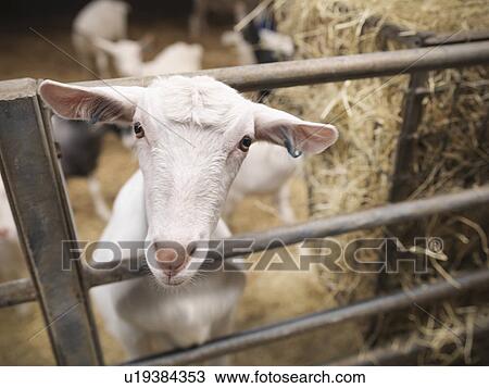 Goat poking head through gate on farm View Large Photo Image Stock Image - Goat poking head through gate on farm. Fotosearch