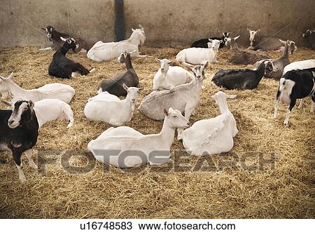 Goats sitting in pen on farm View Large Photo Image Stock Image - Goats sitting in pen on farm. Fotosearch