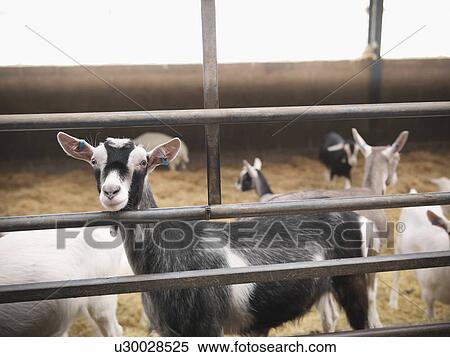 Goats standing in pen on farm View Large Photo Image Stock Photography - Goats standing in pen on farm. Fotosearch