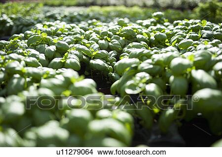 Picture - Green plants growing in field. Fotosearch