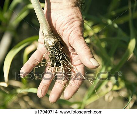 Picture - Hand holding plant root. Fotosearch