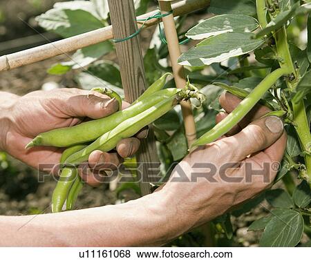 Hands picking beans in garden View Large Photo Image Stock Photo - Hands picking beans in garden. Fotosearch