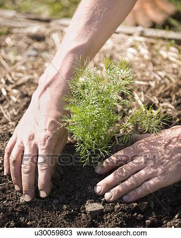 Stock Image - Hands planting tree in soil. Fotosearch