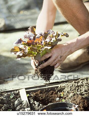 Stock Image - Hands potting leafy plant. Fotosearch