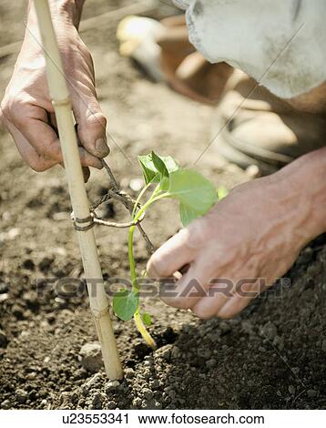 Hands tying plant to wooden pole View Large Photo Image Stock Image - Hands tying plant to wooden pole. Fotosearch