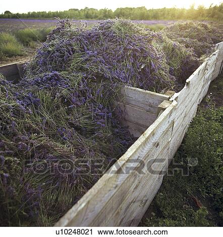 Stock Image - Harvested lavender crop in wooden boxes. Fotosearch