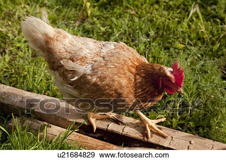 Hen walking on log View Large Photo Image Stock Photo - Hen walking on log. Fotosearch