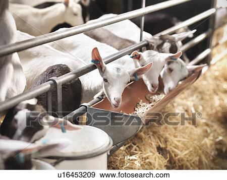 Stock Photo - Kid goats eating from trough on farm. Fotosearch