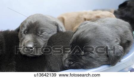 Labrador puppies sleeping in a pile View Large Photo Image Stock Photo - Labrador puppies sleeping in a pile. Fotosearch